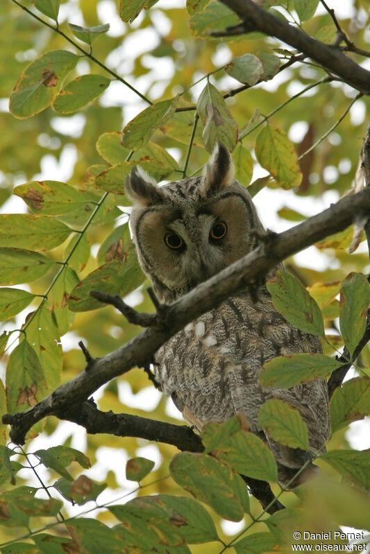 Long-eared Owl, identification