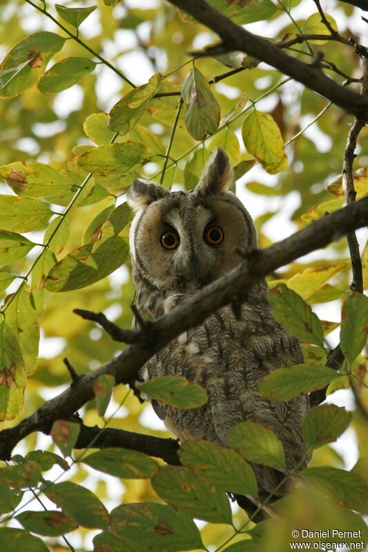 Long-eared Owl, identification