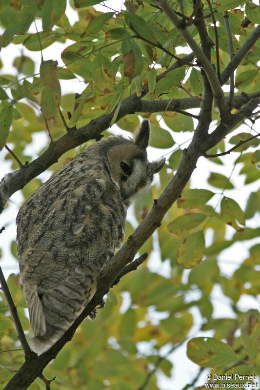 Long-eared Owl, identification