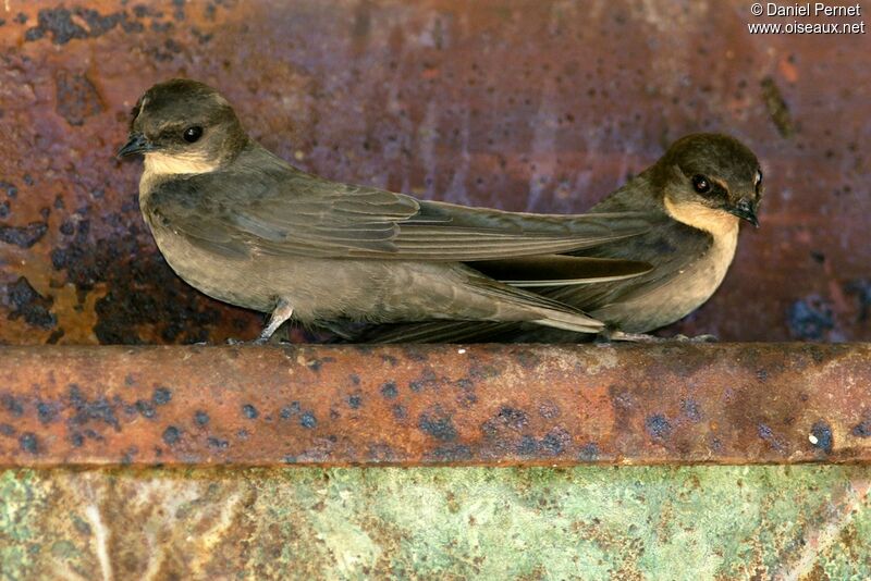 Hirondelle de l'Angolaimmature, identification