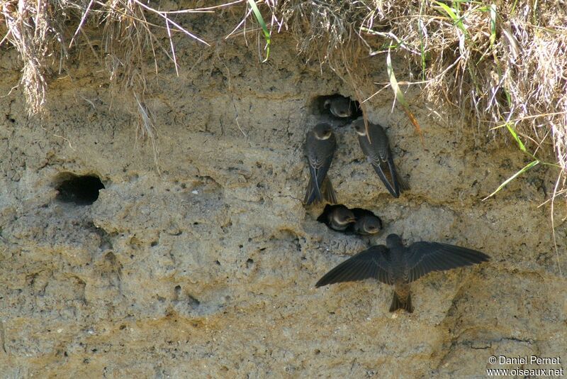 Sand Martin, identification, Reproduction-nesting