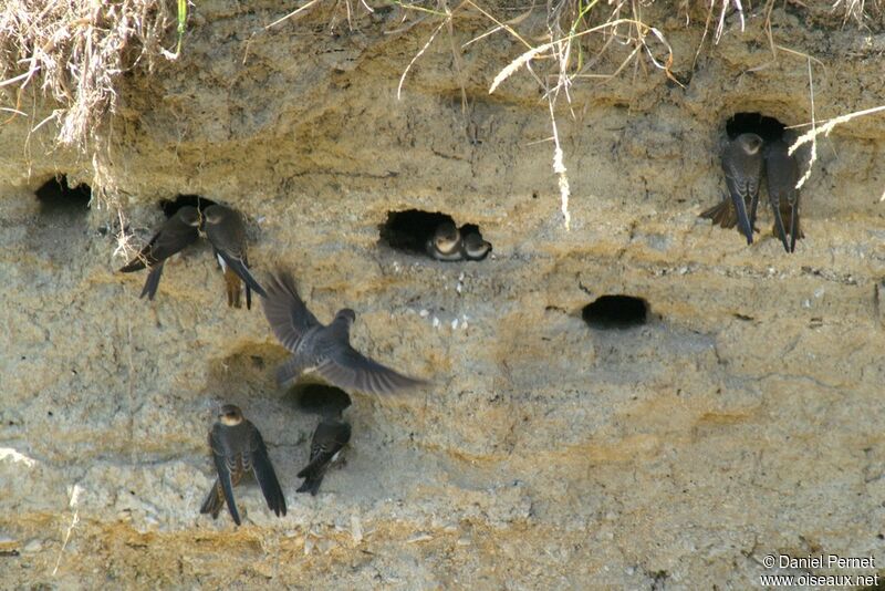 Sand Martin, identification, Reproduction-nesting, Behaviour