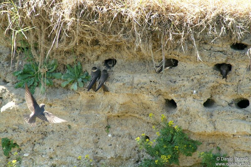 Sand Martin, identification, Reproduction-nesting, Behaviour