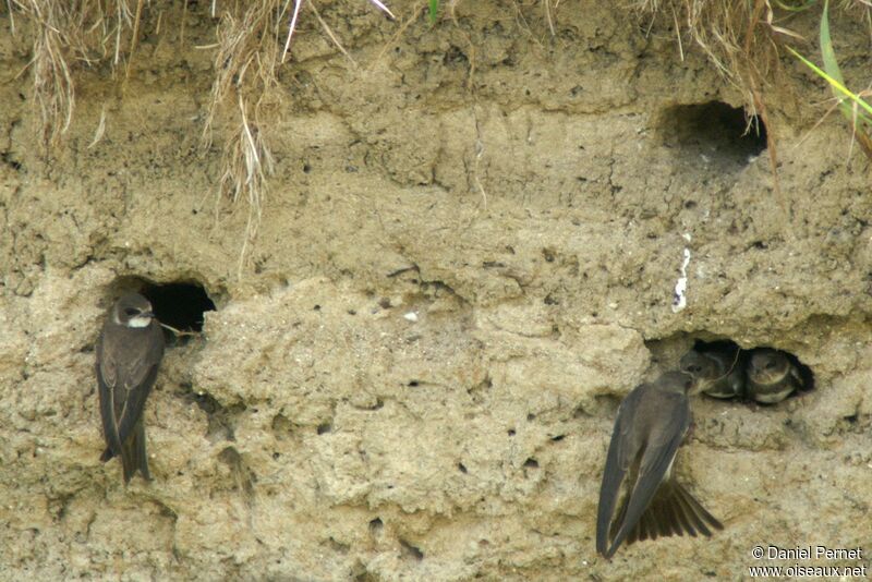 Sand Martin, identification, Reproduction-nesting, Behaviour