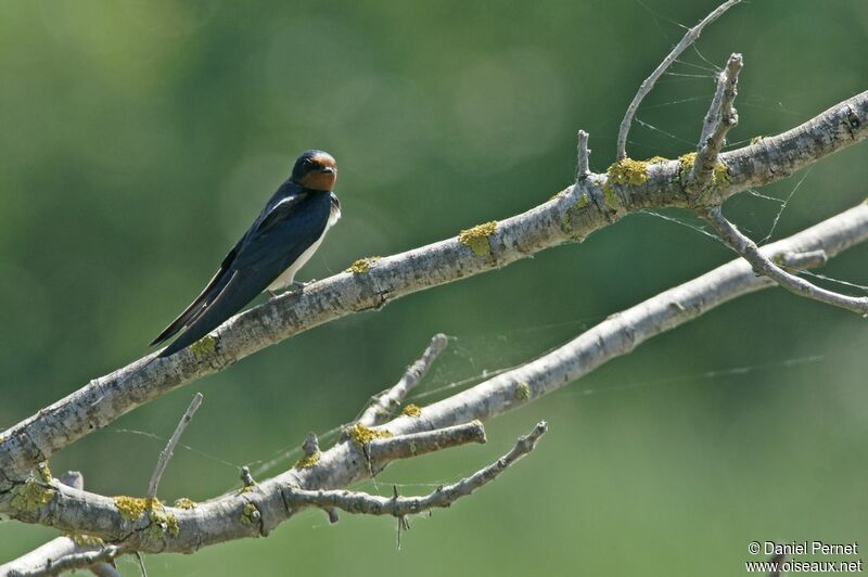 Hirondelle rustiqueadulte, identification