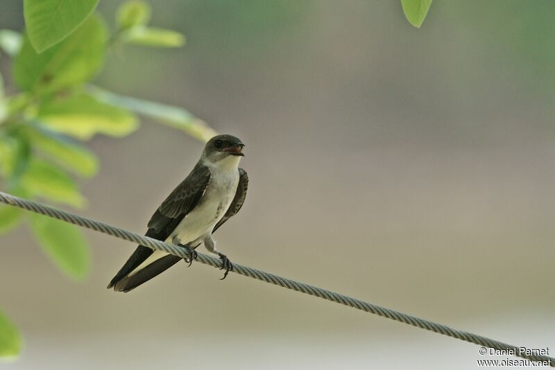 Brown-chested Martinadult, identification, Behaviour