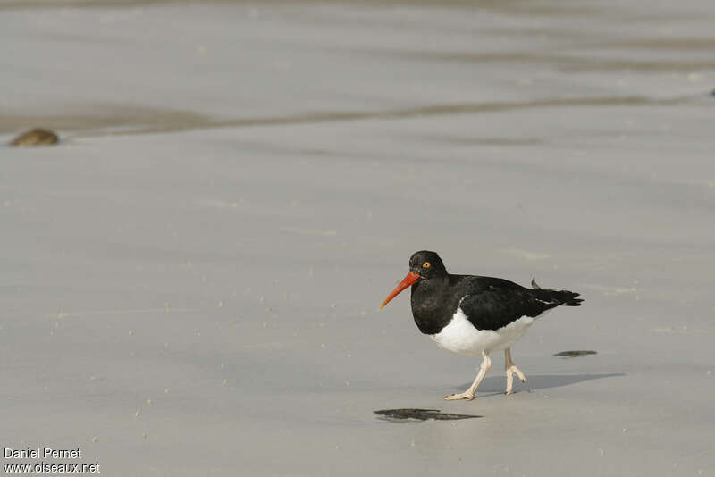 Magellanic Oystercatcheradult, identification, walking