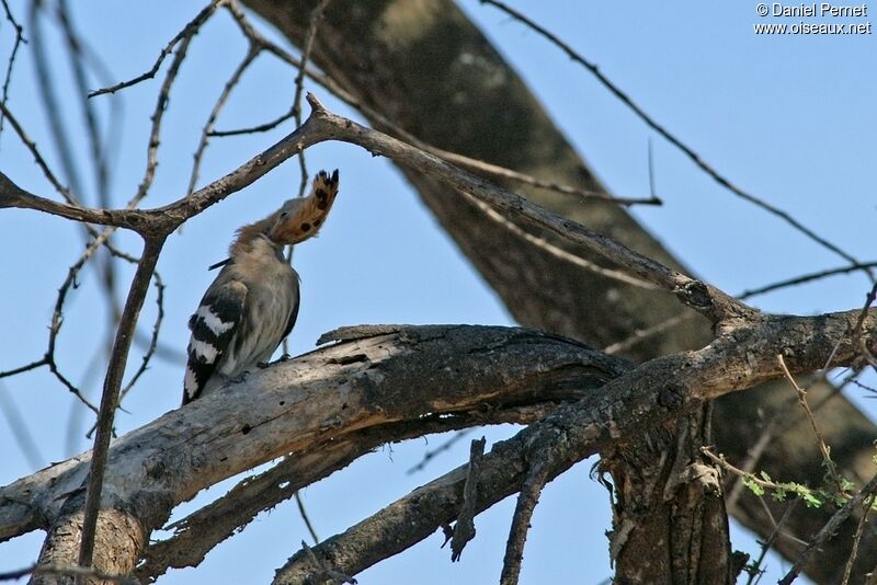 African Hoopoe female adult, identification