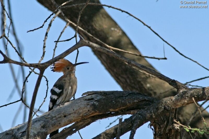 Huppe d'Afrique femelle adulte, identification