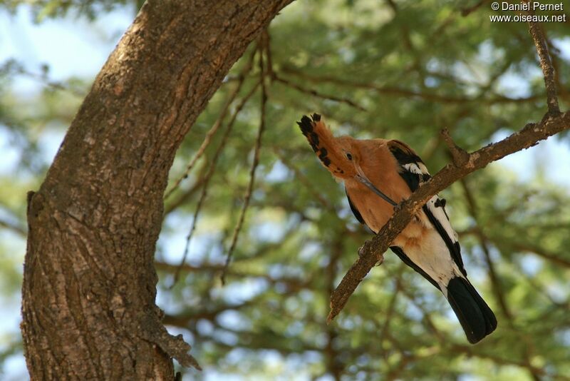 Huppe d'Afrique mâle adulte, identification