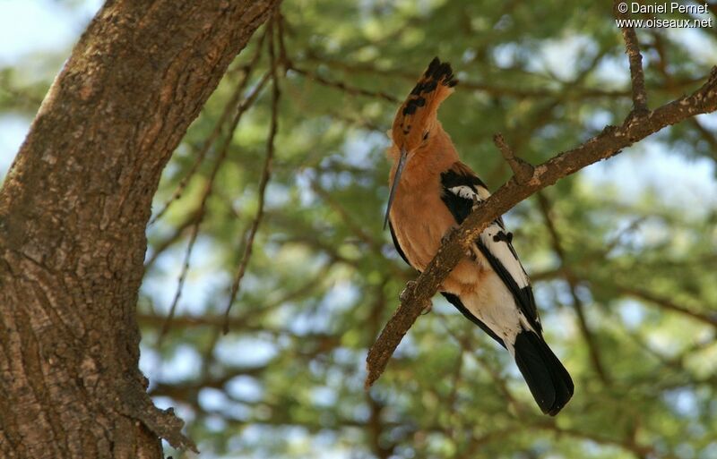 African Hoopoe male adult, identification