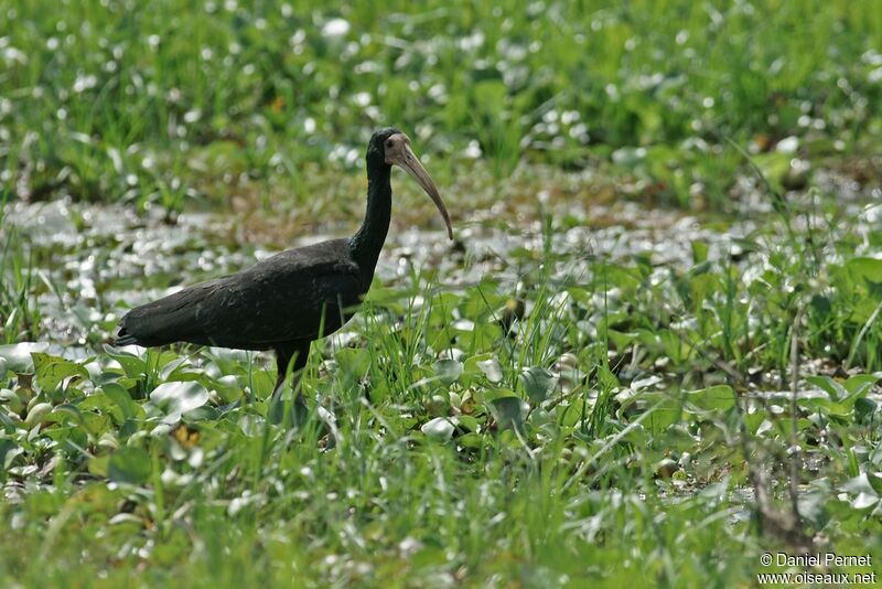 Ibis à face nueadulte, identification