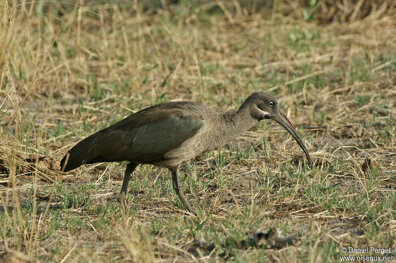 Hadada Ibisadult, identification