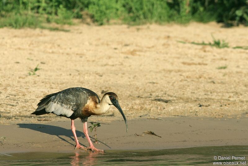 Ibis mandoreadulte, identification, Comportement