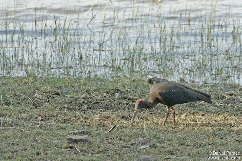 Ibis noiradulte, marche, pêche/chasse