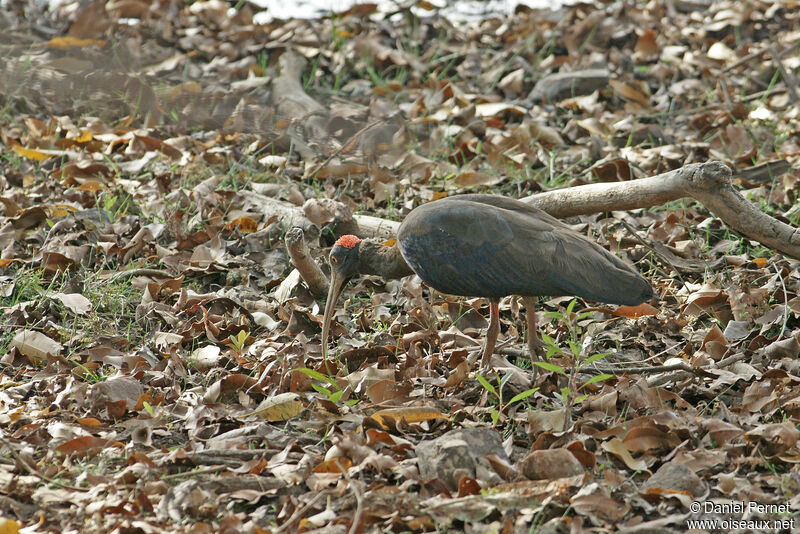 Red-naped Ibisadult, walking, fishing/hunting