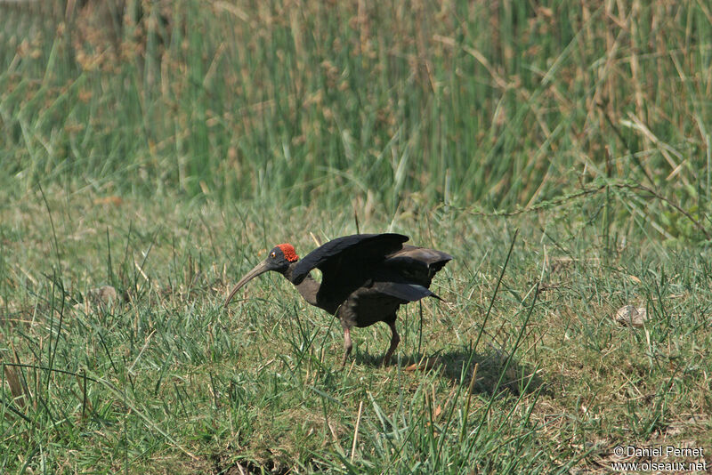 Red-naped Ibisadult, walking