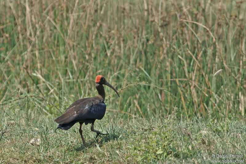 Ibis noiradulte, marche