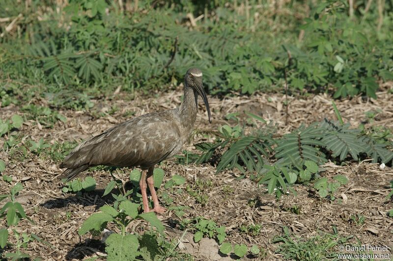 Ibis plombéadulte, identification