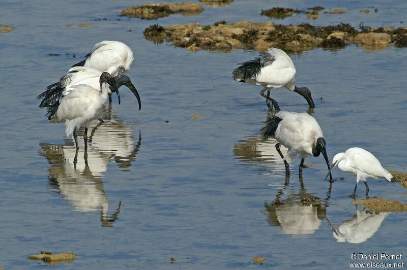 African Sacred Ibisadult, identification