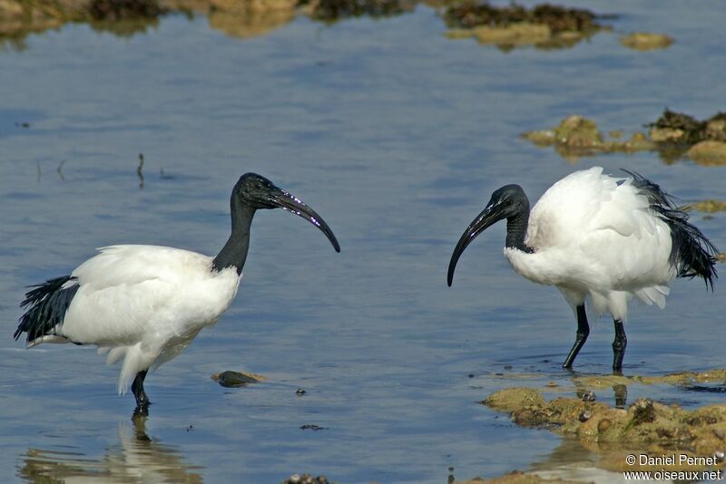 Ibis sacréadulte, identification