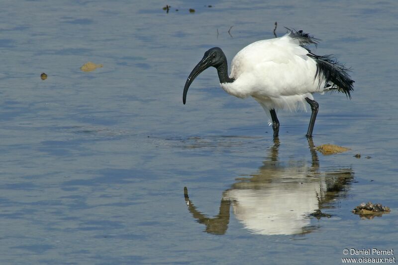 African Sacred Ibisadult, identification