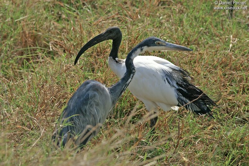 Ibis sacréadulte, identification