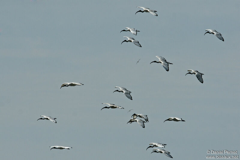 Ibis sacréadulte, Vol