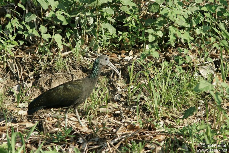 Ibis vertadulte, identification