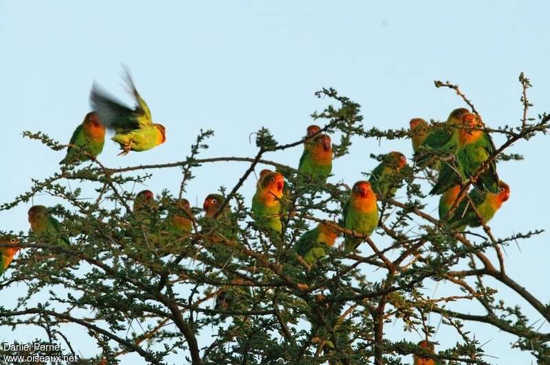 Fischer's Lovebirdadult, habitat, Behaviour