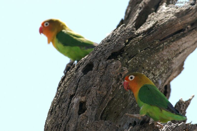 Fischer's Lovebird adult, identification, Reproduction-nesting