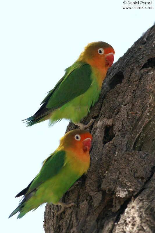 Fischer's Lovebird adult, identification, Reproduction-nesting