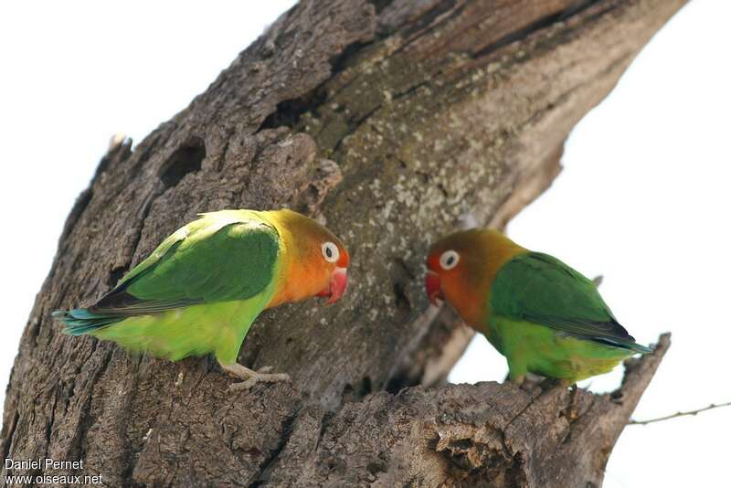 Fischer's Lovebirdadult, pigmentation, Reproduction-nesting, Behaviour