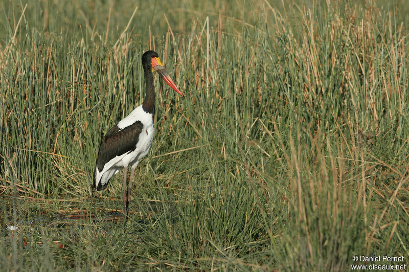 Jabiru d'Afriqueadulte, identification