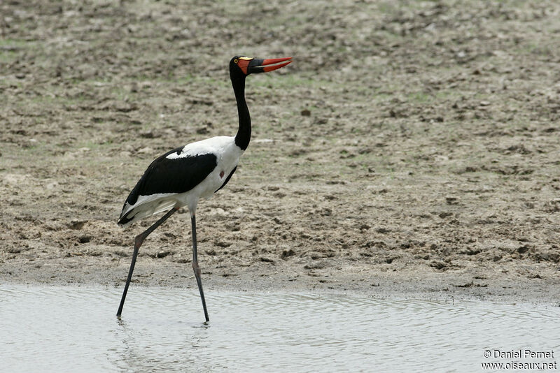 Jabiru d'Afriqueadulte, identification