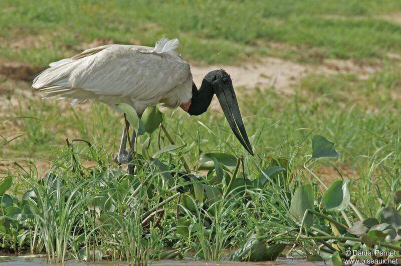 Jabiru d'Amériqueadulte, identification, Comportement