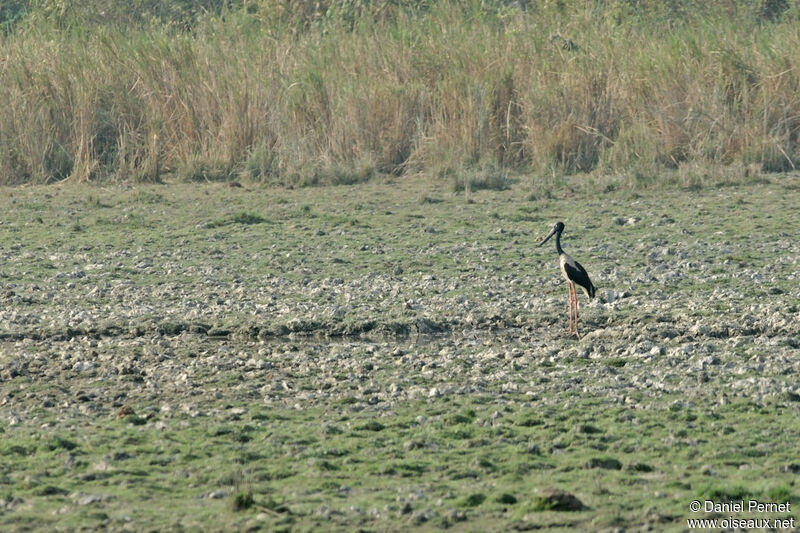 Jabiru d'Asieadulte, habitat, marche