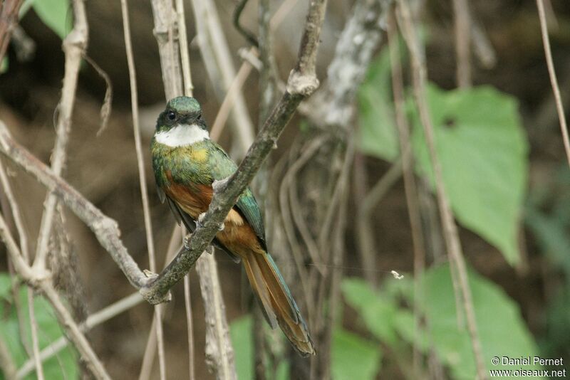 Jacamar à queue rousseadulte, identification