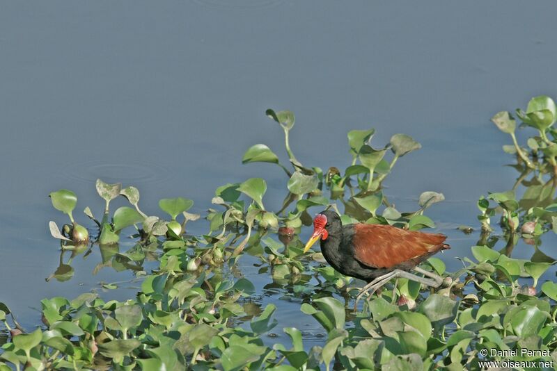 Jacana noiradulte, identification