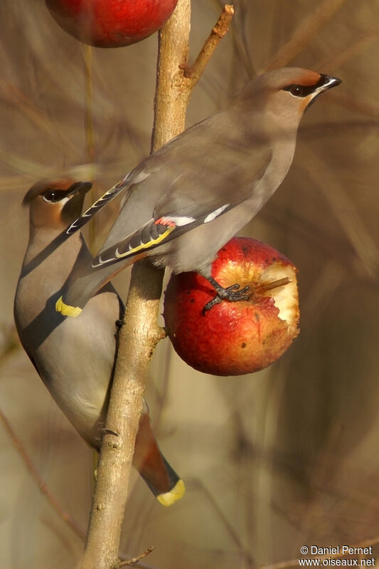 Bohemian Waxwingadult, identification, feeding habits