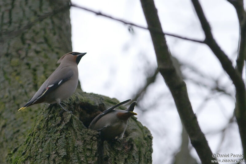 Bohemian Waxwingadult, identification, Behaviour