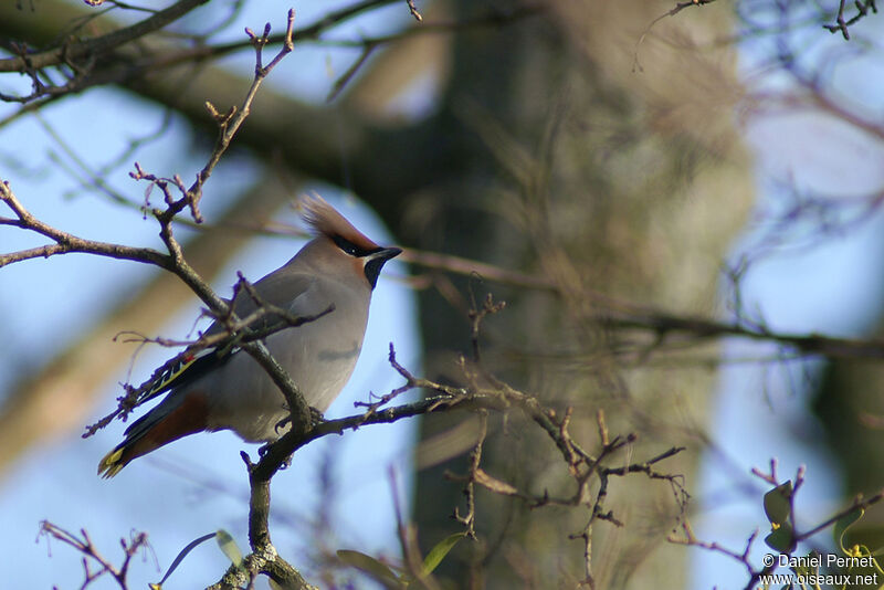 Bohemian Waxwingadult