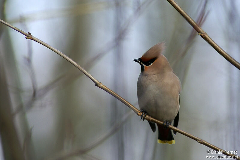 Bohemian Waxwingadult, identification