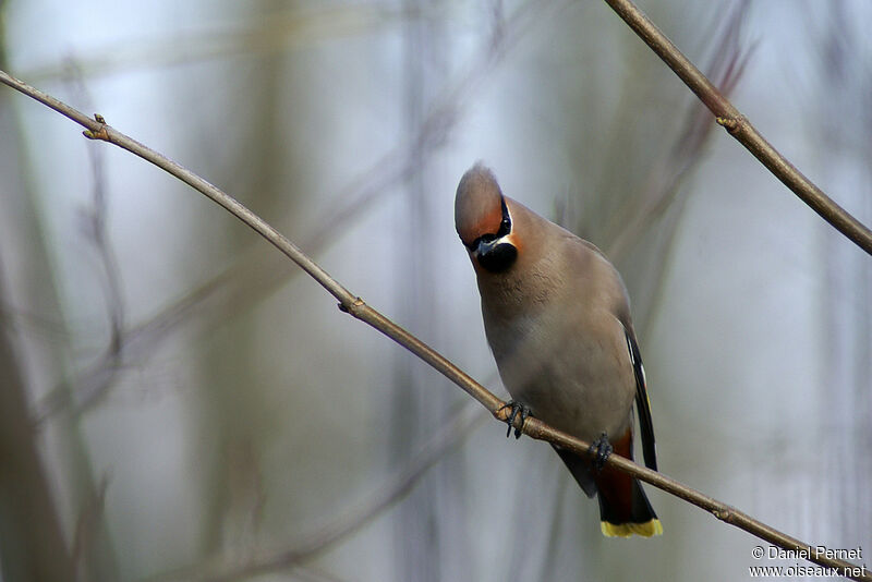 Bohemian Waxwingadult, identification, Behaviour