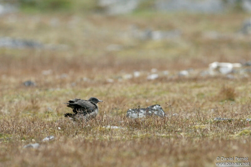 Parasitic JaegerPoussin, walking, Reproduction-nesting