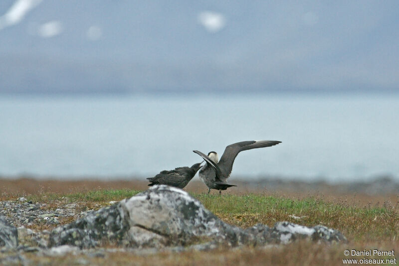 Parasitic Jaegeradult, identification, Reproduction-nesting, Behaviour