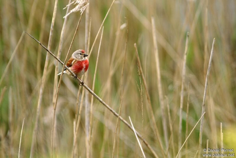 Common Linnet male adult, identification