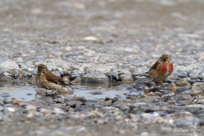 Common Linnet adult, identification