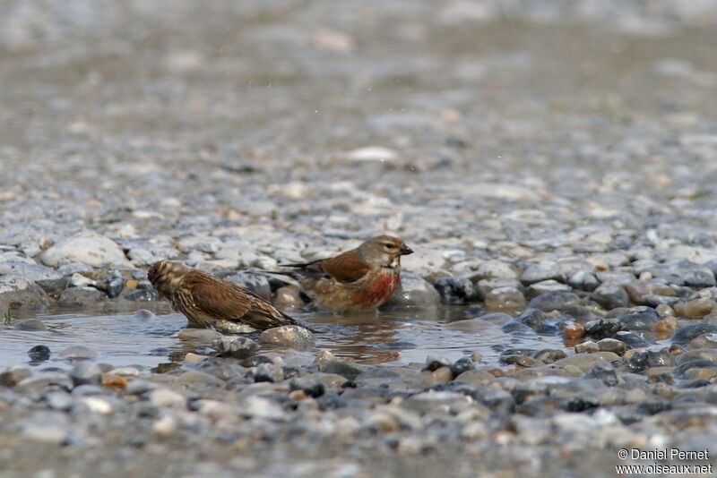 Common Linnet adult, identification