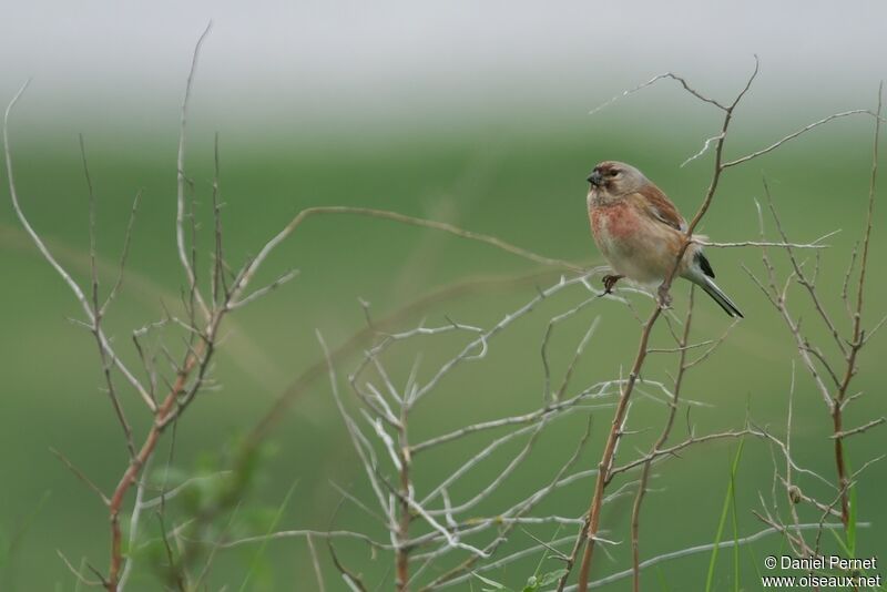 Linotte mélodieuse mâle adulte, identification